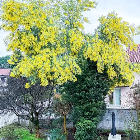 Mimosa * Cassano Magnago